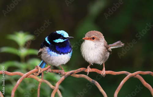 Superb Blu Faity Wrens