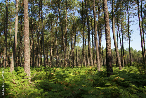 forêt des landes