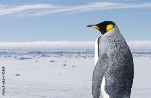 King penguin