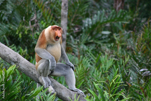 Nasenaffe auf Borneo, Malaysia