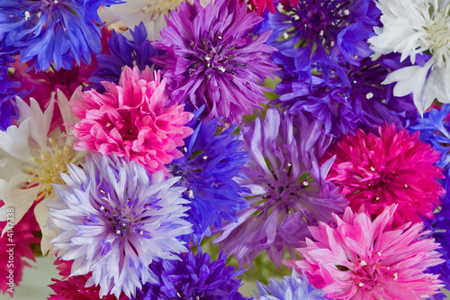 cornflower background