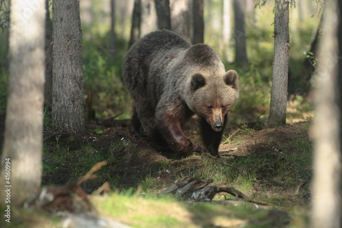 ours brun femelle à la frontière russo-finlandaise