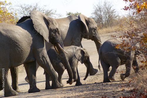 Elephants' family crossing the road