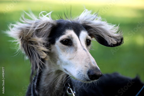 Young saluki