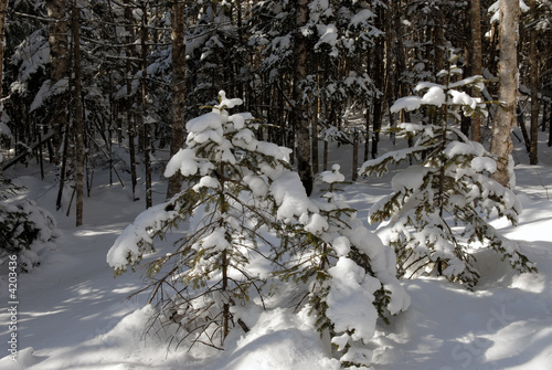 wood(timber) taiga in(to;at) snow 