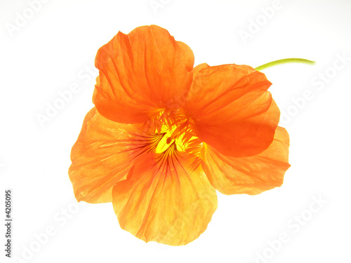 orange flower