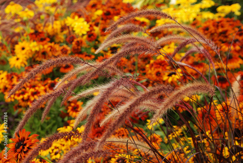 Fall color with ornament grass and rudbeckia flowers