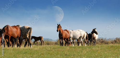 troupeau de chevaux dans une prairie