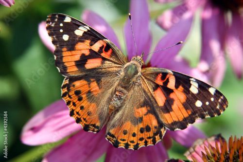 Painted Lady Butterfly