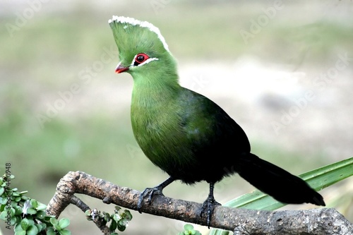 A Knysna Loerie or Turaco