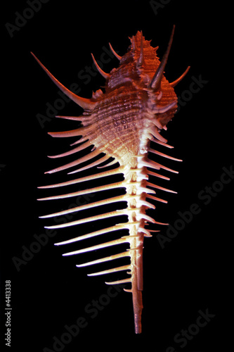 Murex pecten seashell