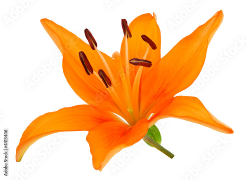 Fleur de lys orange