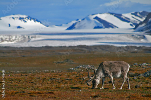 Arctic Reindeer