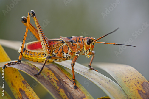 insect - grasshopper