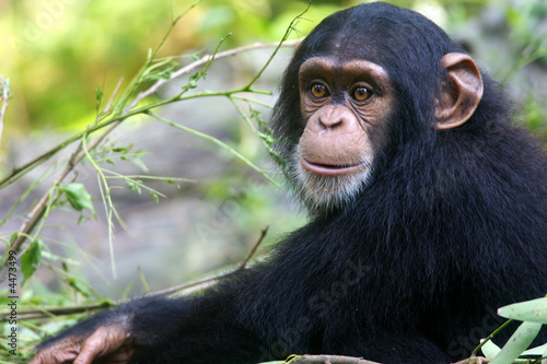 Chimpanzee