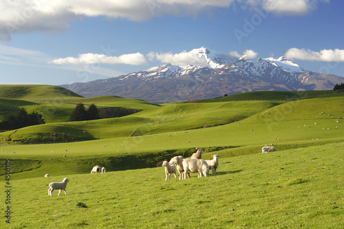 New Zealand Scenery