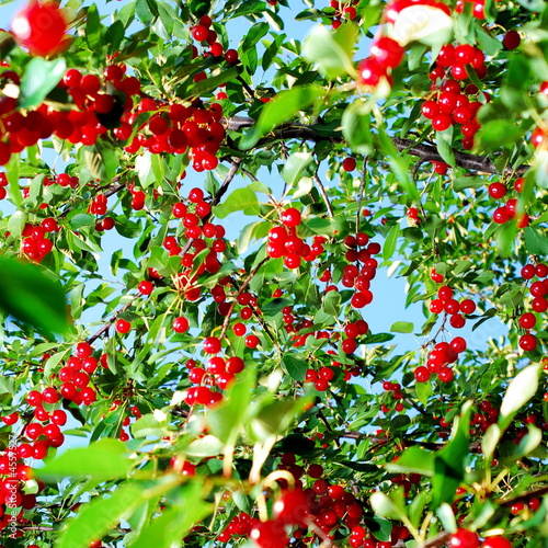 red cherry fruit on tree