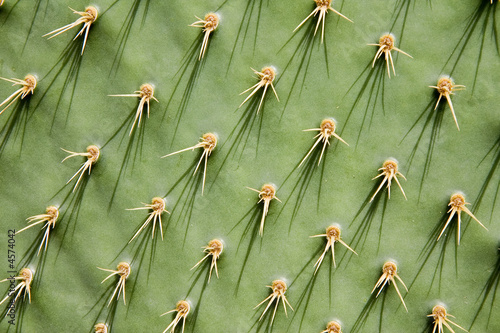 Prickly pear cactus