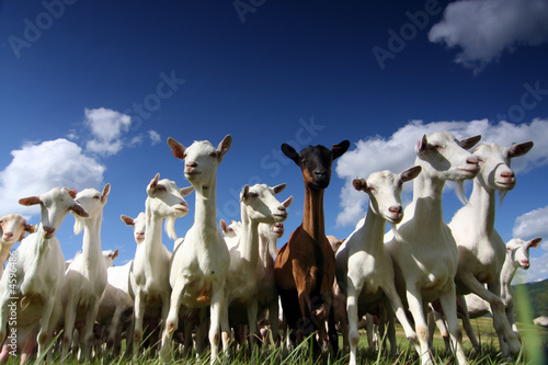 herd of goats