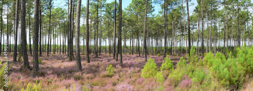 Bruyères en fleurs sous la pinède landaise