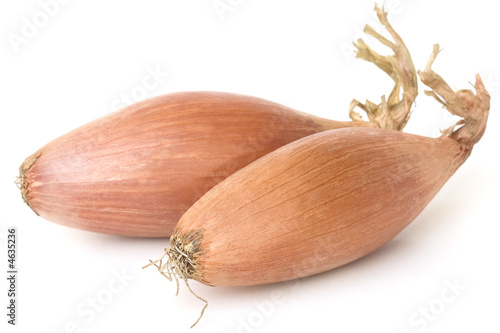 Shallot