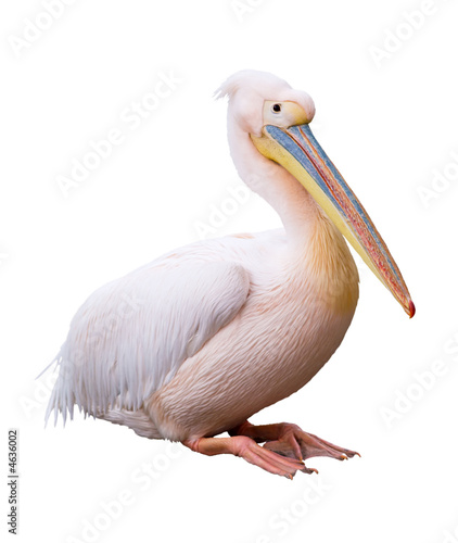 Great white pelican isolated over white background
