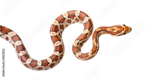 Corn Snake