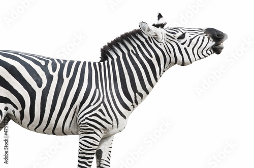 Zebra singing isolated over white background