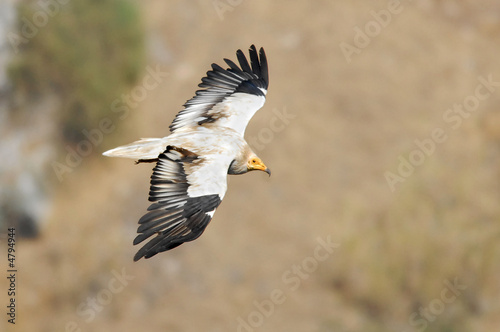 Egyptian Vulture (Neophron percnopterus).