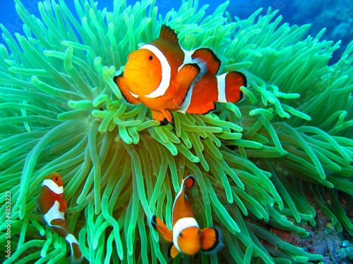 Nemo found