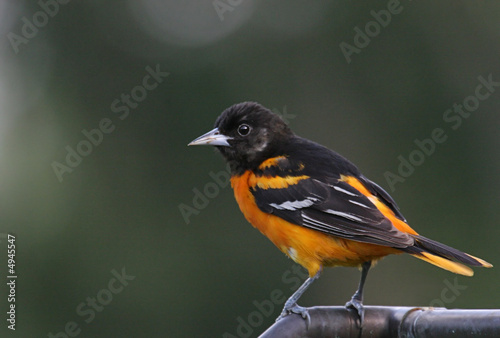 Northern Baltimore Oriole