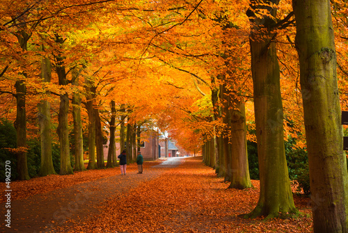 autumn in the forest