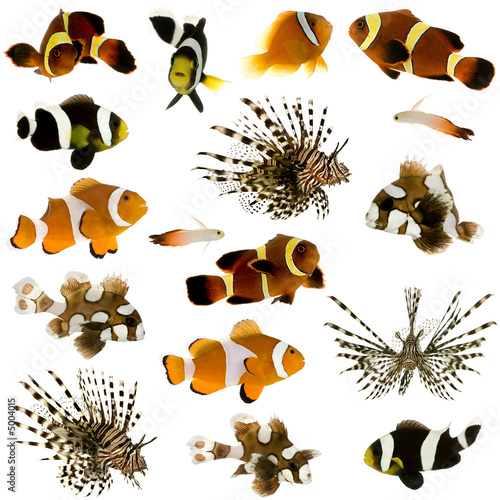 Collection of 17 tropical fish