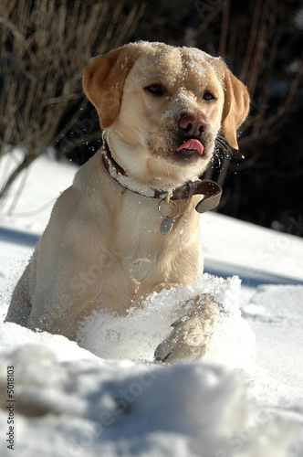 Labrador and Snow