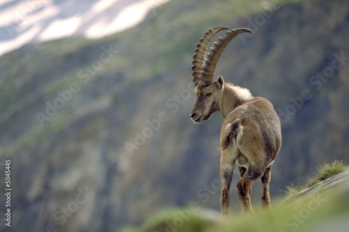 Bouquetin des Alpes