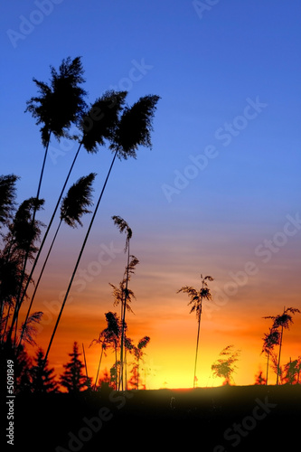 Tall grass and sun set with colorful sky