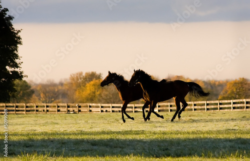 Early Morning Canter