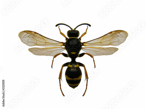 Wasp.