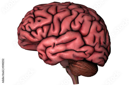 Human brain on white background