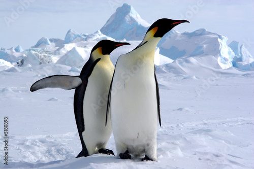 Mais où est le pôle sud ? (Manchots Empereurs/Antarctique)