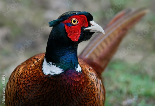 Pleasant Pheasant