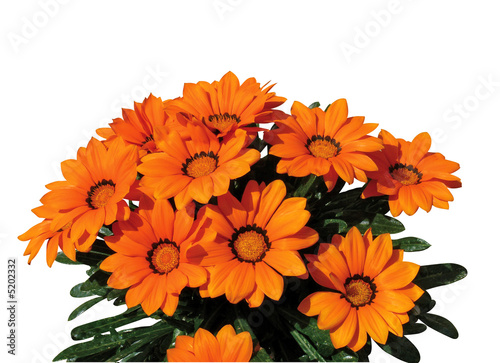 gazania