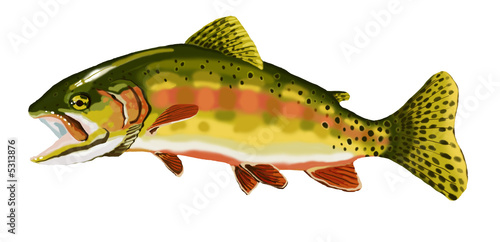 Golden trout2