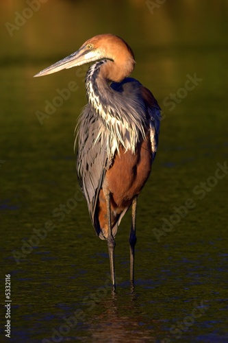 Goliath Heron (Ardea goliath) Fishing at sunset