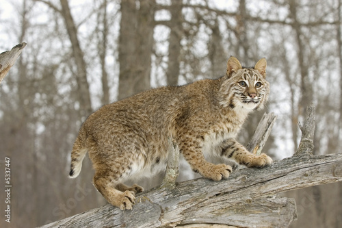 Bobcat in winter