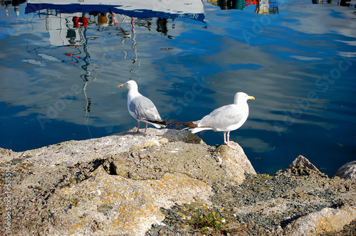 goeland se boude