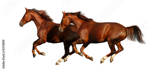 gallop horses