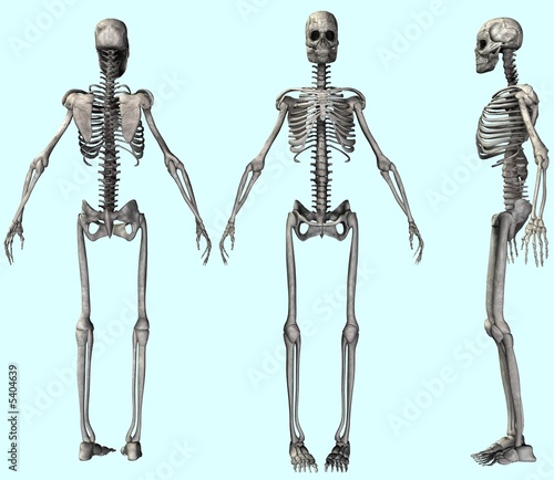 Weibliche Skelette von allen Seiten