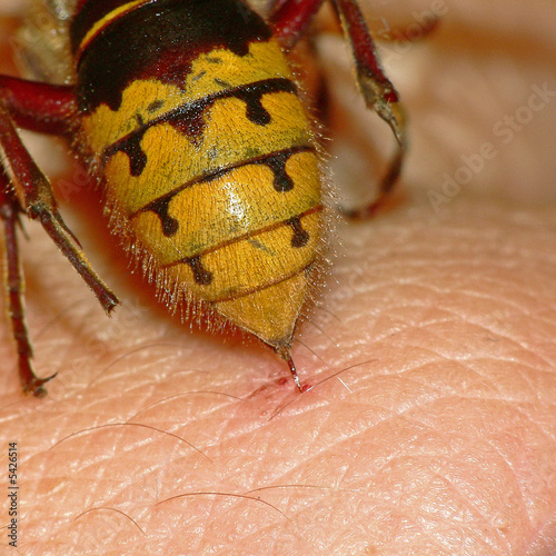 Hornissen ( Vespa crabro )_2