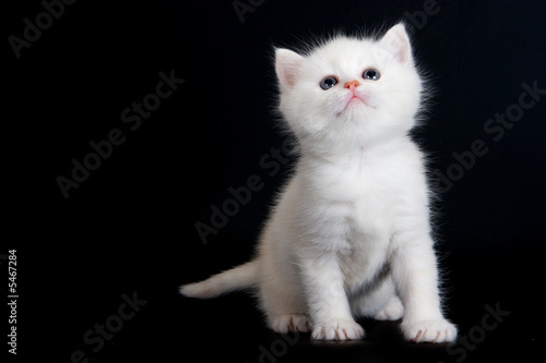 White british kitten on black background